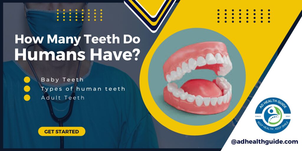 How Many Teeth Do Humans Have?