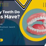 How Many Teeth Do Humans Have? A Complete Guide for Every Age